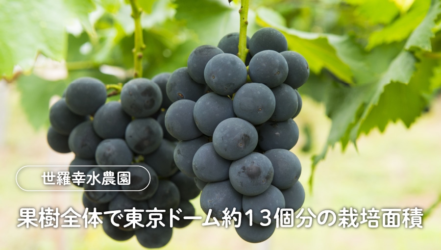 世羅幸水農園の「ぶどう」