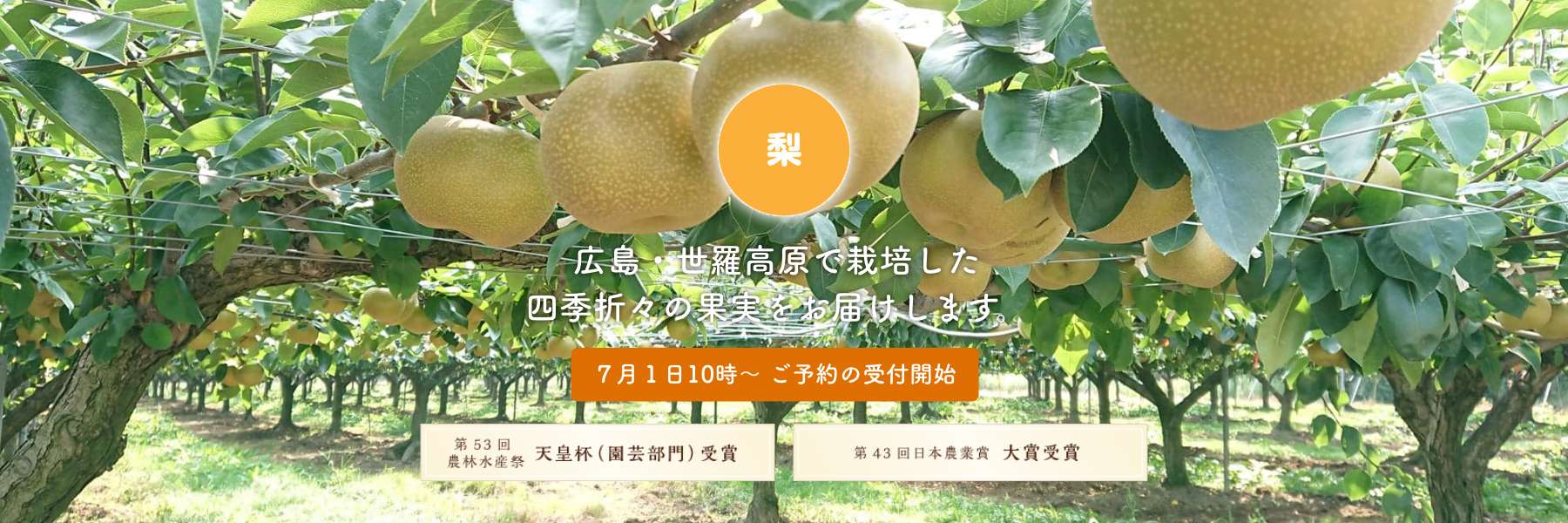 梨 世羅高原で栽培した四季折々の果実をお届けします。