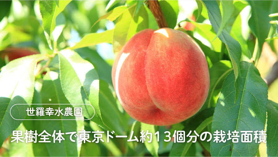 桃(贈答・自宅用)