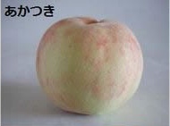 あかつき