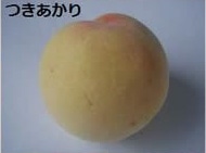 つきあかり
