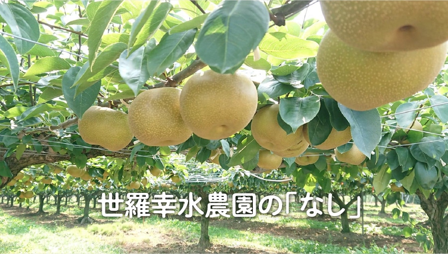 世羅幸水農園の「なし」