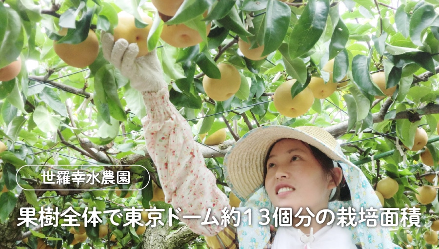 世羅幸水農園の「なし」