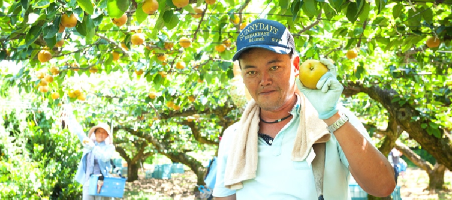 世羅幸水農園の梨