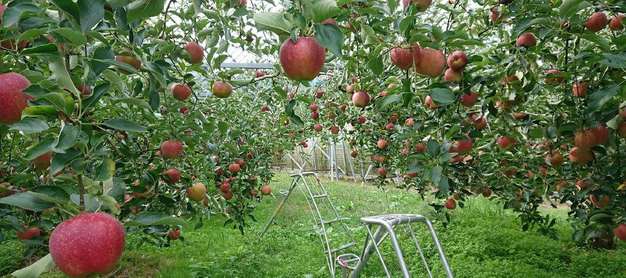 りんご 【自宅用】3kg箱　～おすすめのリンゴを多品種の詰合せでお楽しみください