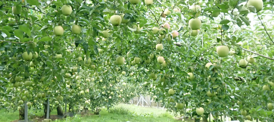 りんご 【贈答用】1～2kg　～高品質のリンゴを多品種の詰合せにしてお届けします